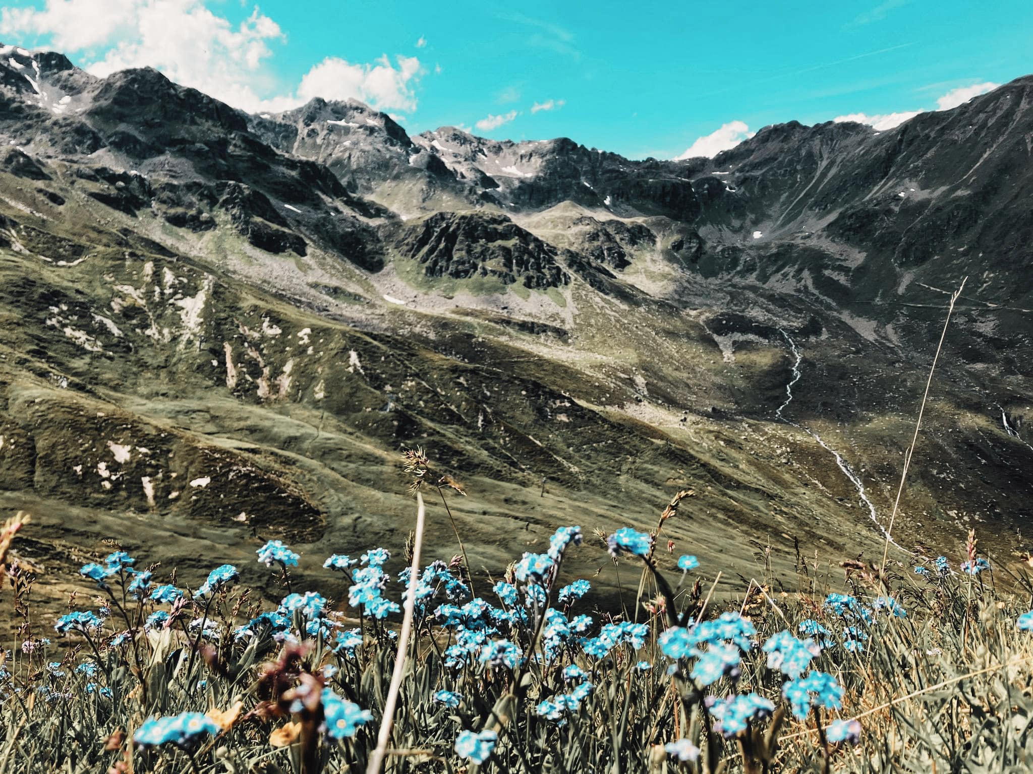 Blaue Almblumen mit Berggipfeln im Hintergrund