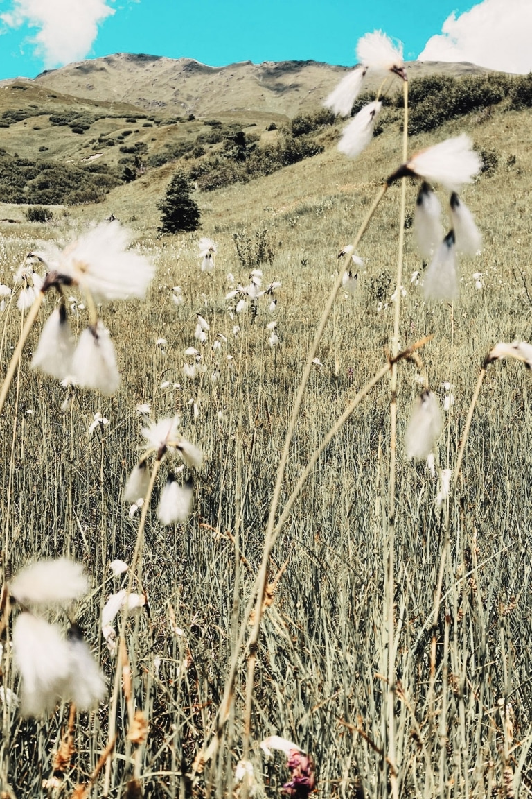 Blumenwiese mit Berggipfeln im Hintergrund